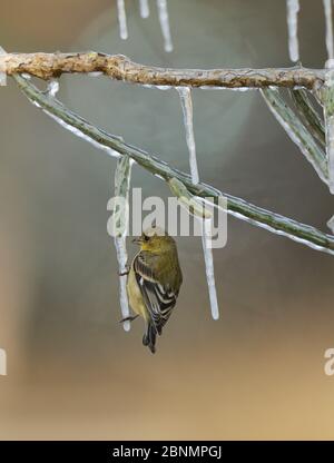 Kleiner Goldfink (Carduelis psalter), Erwachsene Frau auf eisigen Zweig der Weihnachtsscholle (Cylindropuntia leptocaulis), Hill Country, Texas, USA.. Stockfoto