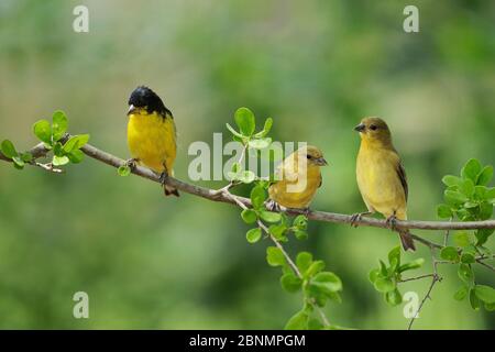 Kleiner Goldfink (Carduelis psalter), erwachsener Rüde mit Jungen, Hill Country, Texas, USA. Mai Stockfoto