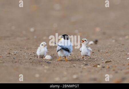 Least Seeschwalbe (Sterna antillarum), Erwachsene mit frisch geschlüpften Jungen, Port Isabel, Laguna Madre, South Padre Island, Texas, USA. Juni Stockfoto