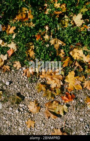 Feurig-gelbe Herbstahornblätter, in Taupen, liegen auf dem grünen Gras. Stockfoto