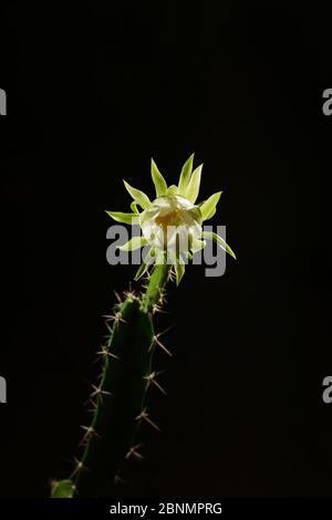 Nachthumenkaktus (Acanthocereus tetragonus), Blütenknospe Eröffnung in der Nacht, Texas, USA. Sequenz 2 von 7. August Stockfoto