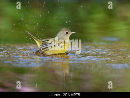 Nashville Warbler (Vermivora ruficapilla), Erwachsene Baden im Teich, Hill Country, Texas, USA. Oktober Stockfoto