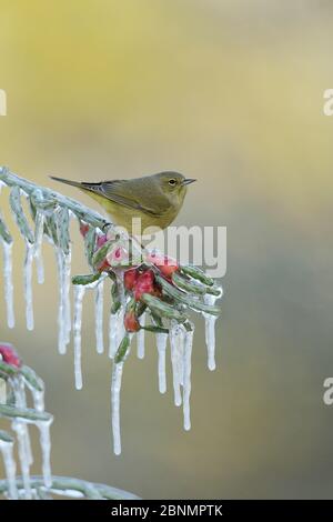 Orangegekrönter Waldsänger (Vermivora celata), Erwachsener, der auf einem eisigen Zweig der Weihnachtsscholla (Cylindropuntia leptocaulis), Hill Country, Texas, USA thront. Jan Stockfoto
