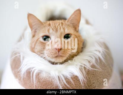 Eine orange gestromte Hauskatze mit erweiterten Pupillen, die aus einem Katzenbett mit pelzigen Material ausgekleidet guckt Stockfoto