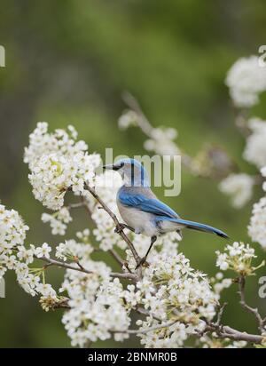 WESTERN Scrub-Jay (Aphelocoma californica), Erwachsener auf blühenden mexikanischen Pflaume (Prunus mexicana, Hill Country, Texas, USA. März Stockfoto