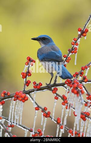 WESTERN Scrub-Jay (Aphelocoma californica), Erwachsener auf eisigen Zweig der Possum Haw Holly (Ilex decidua) mit Beeren, Hill Country, Texas, USA. Jan Stockfoto