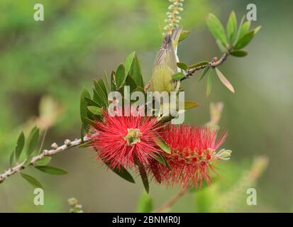 Tennessee Warbler (Vermivora peregrina), Fütterung für Erwachsene auf blühende Zitronenabfüllbürste, Karmesinabfüllbürste (Melaleuca citrina), South Padre Island, Tex Stockfoto