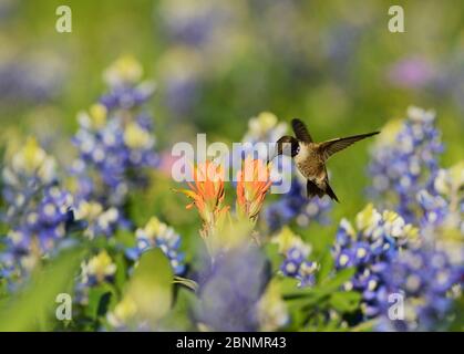 Schwarzkinnkolibri (Archilochus alexandri), erwachsenes Männchen, das sich auf blühende Prairie Paintbrush (Castilleja purpurea var. lindheimeri) unter Texa ernährt Stockfoto