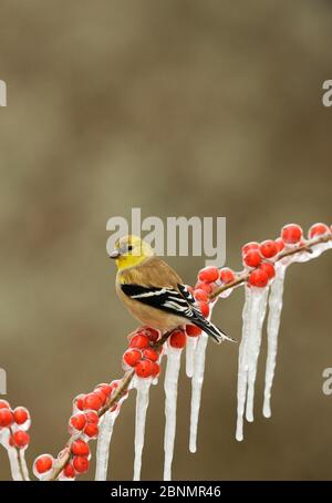 Amerikanischer Goldfink (Carduelis tristis), erwachsenes Wintergefieder auf eisigen Ast von Possum Haw Holly (Ilex decidua), Hill Country, Texas, USA, Fe Stockfoto