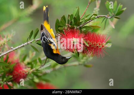 Baltimore Oriole (Icterus galbula), Erwachsene männliche Fütterung auf Zitrone / Crimson Flaschenbürste Blume (Melaleuca citrina), South Padre Island, Texas, USA. April Stockfoto
