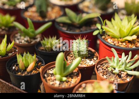 Nahaufnahme von verschiedenen grünen Sukkulenten in einem Kunststoff-Töpfe. Stockfoto