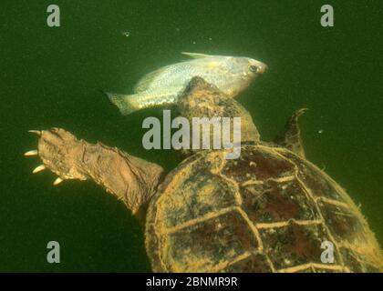 Schnappschildkröte (Chelydra serpentina), die Krappiefisch (Pomoxis sp) isst Maryland, USA, September. Stockfoto