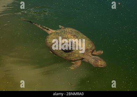 Bemalte Schildkröte (Chrysemys scripta), die Algen vom Karapaß einer schnappenden Schildkröte (Chelydra serpentina) isst Maryland, USA, August. Stockfoto