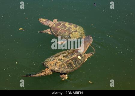 Schnappschildkröte (Chelydra serpentina) Männchen, das versucht, sich mit Weibchen zu paaren, Maryland, USA, August. Stockfoto