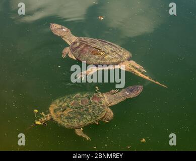 Schnappschildkröte (Chelydra serpentina) Männchen, das versucht, sich mit Weibchen zu paaren, Maryland, USA, August. Stockfoto