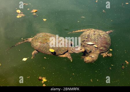 Schnappschildkröte (Chelydra serpentina) Männchen, das versucht, sich mit Weibchen zu paaren, Maryland, USA, August. Stockfoto