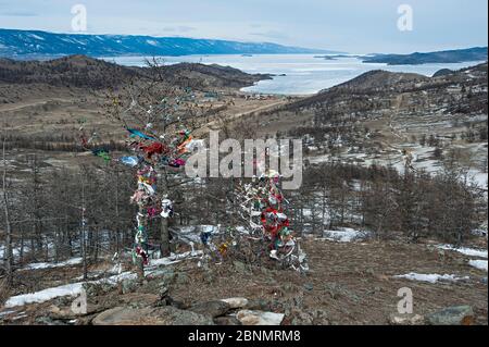 Scarved, Bänder und Stoffe symbolisch Bäume im maloe mehr Strait gebunden, Baikalsee, Sibirien, Russland. März 2015. Stockfoto