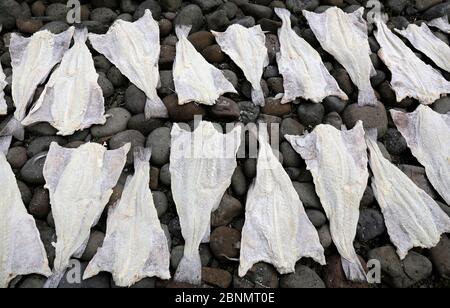 Traditioneller Clipffisch, getrockneter und gesalzener Kabeljau, Isafjrdur, Norwegen. Juli. Stockfoto