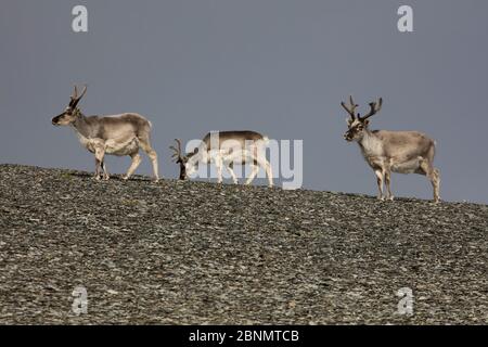 Spitzbergen Rentier (Rangifer tarandus) Gruppe von drei, Spitzbergen, Norwegen, Juli. Stockfoto