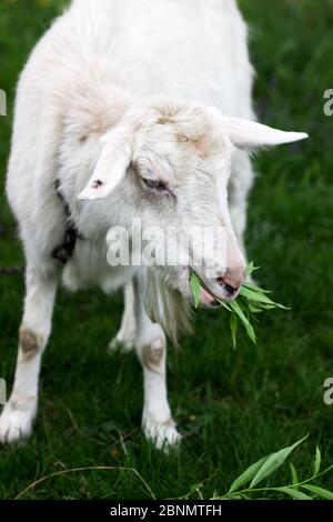 Weiße Hausziege Kauweiden Äste und Blätter auf einem Hintergrund der grünen Wiese. Stockfoto