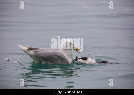 Die Möwe (Larus hyperboreus) isst auf Brunnichs Guillemot (Uria lomvia) Küken, Alkrefjellet Vogelklippe Hinloopen, Svalbard, Norwegen, Juli. Stockfoto