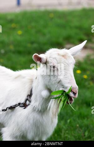 Weiße Hausziege Kauweiden Äste und Blätter auf einem Hintergrund der grünen Wiese. Stockfoto