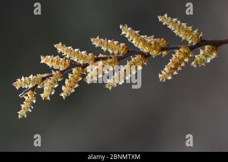 Kätzchen von Moormyrte/Süßer Gale (Myrica Gale), Dorset, Großbritannien, April. Stockfoto