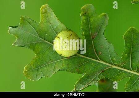 Kirschgalle der Gallwespe (Cynips quercusfolii) auf der Unterseite des Pedunculate Eichenblattes (Quercus robur). Dorset, Großbritannien, September. Stockfoto