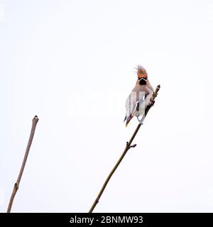 Waxwing oder Pest Vogel Stockfoto