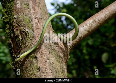 Bemalte Bronzeback-Schlange (Dendrelaphis pictus) in Baum, Sumatra. Stockfoto