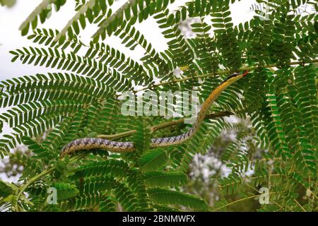 Bemalte Bronzeback-Schlange (Dendrelaphis pictus) in Baum, Sumatra. Stockfoto