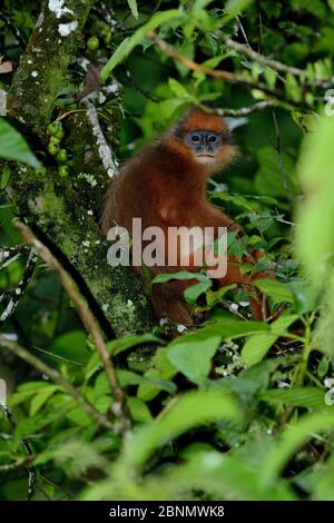 Sumatra surili / Gehrter Blattaffe (Presbytis melalophus) Sumatra. Endemisch. Stockfoto