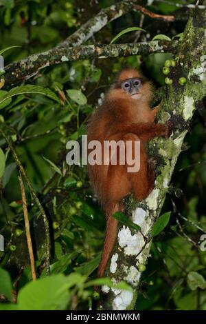 Sumatra surili / Gehrter Blattaffe (Presbytis melalophus) Sumatra. Endemisch. Stockfoto