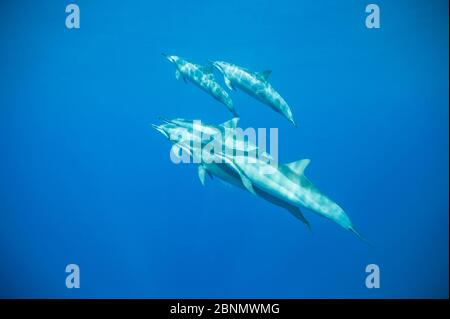 Spinner Delphine (Stenella longirostris) Kona Coast, Hawaii, USA, August Stockfoto