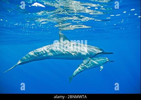 Spinner Delfin (Stenella longirostris) mit Kalb, Kona Küste, Hawaii, USA, August Stockfoto