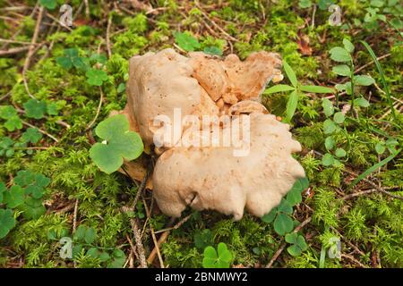 Ungenießbare unbekannte Pilze auf Waldboden mit Moos bedeckt Stockfoto