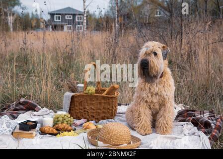 Picknick auf dem Gras. Weidenkorb mit Milch, Trauben und Brot auf einer Decke.EIN Hund sitzt in der Nähe. Stockfoto