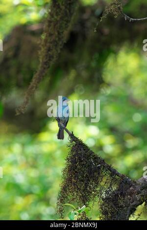 Verditer Flycatcher (Eumyias thalassina) Jailigong Mountain National Nature Reserve, Yunnan Provinz, China. Stockfoto