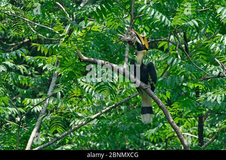 Großer Hornvogel (Buceros bicornis) thront im Landkreis Yingjiang, Präfektur Dehong, Provinz Yunnan, China. Stockfoto