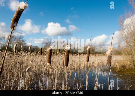 Rohrkolben (Typha latifolia) auf einem Teich im Winter, Herefordshire, England. Stockfoto