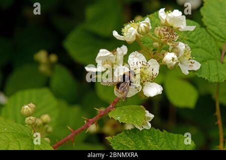 Vestal Bumblebee (Bombus vestalis) auf Bramble (Rubus fruticosus. agg), Bockleton Kirchhof, Worcestershire, England. Stockfoto