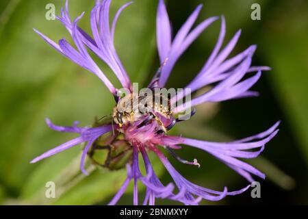 Männliche Wollkärpfbiene (Anthidium manicatum) auf Perennial Cornflower (Centaurea monatana), Garten, Herefordshire, England. Stockfoto