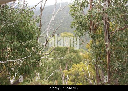 Buschland in Australien bei Lorne entlang der Great Ocean Road in Victoria, Australien. Stockfoto