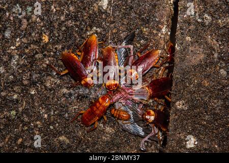 Schaben (Periplaneta americana), die sich von einem toten Jungen von Schwarznest-Mauersegler (Aerodramus maximus) ernähren, das aus seinem Nest in Gomantong Höhle fiel. S Stockfoto