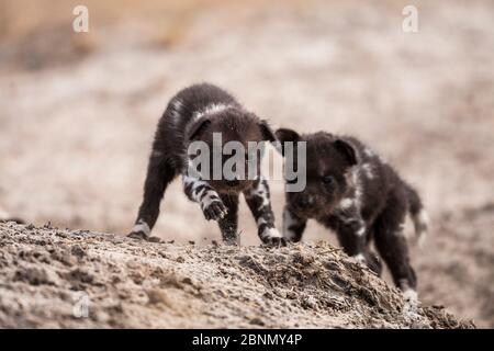 African wild Dog (Lycaon pictus) zwei Welpen spielen außerhalb den, Central Kalahari Desert, Botswana Stockfoto