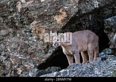 Puma (Puma concolor) in grosser Höhe Lebensraum der Torres del Paine Nationalpark, Chile Stockfoto