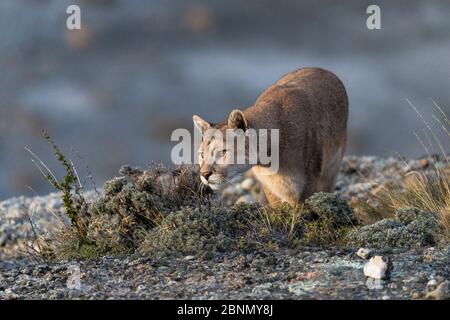 Puma (Puma concolor) in grosser Höhe Lebensraum der Torres del Paine Nationalpark, Chile Stockfoto