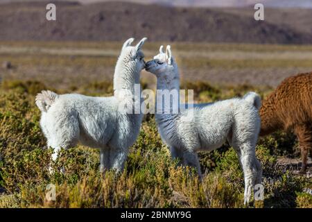 Junge Lamas auf der Weide (Lama glama) altiplano aus der Atacama Wüste, Chile. Stockfoto