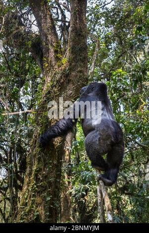 Östlicher Tieflandgorilla (Gorilla beringei graueri) Silberback mit Namen Chimanuka Klettern einen Baum, Kahuzi-Biega Nationalpark, Süd-Kivu Provinz, Demokrat Stockfoto