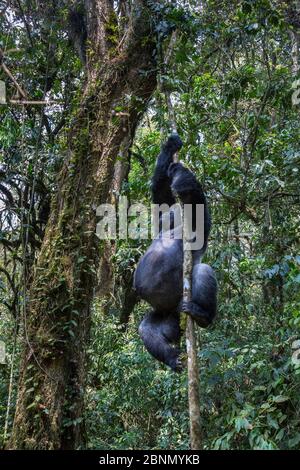 Östlicher Tieflandgorilla (Gorilla beringei graueri) Silberback mit Namen Chimanuka Klettern einen Baum, Kahuzi-Biega Nationalpark, Süd-Kivu Provinz, Demokrat Stockfoto